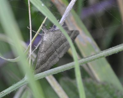 bruine grijsbandspanner - Cabera exanthemata
