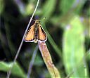 vlinder2-1.jpg