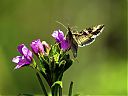 vlinder4-1.jpg