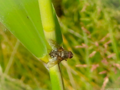 Clustervlieg - Pollenia rudis (?)
