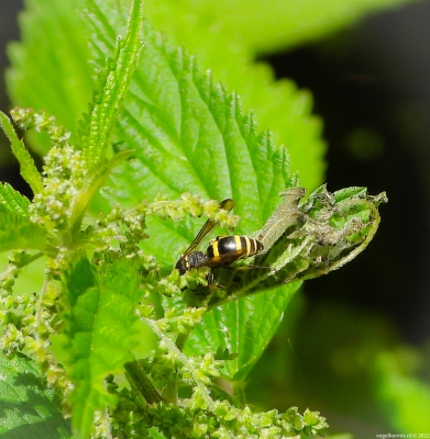 Potterbakker wesp (?) - Ancistrocerus gazella - European tube wasp 
