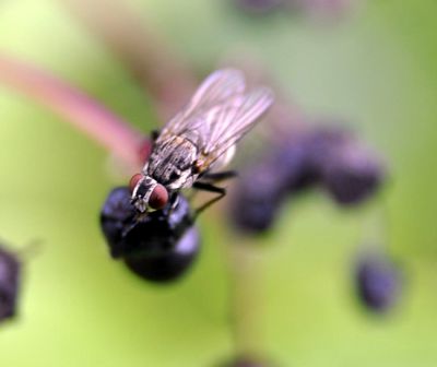 Bloemvlieg - Botanophila fugax
