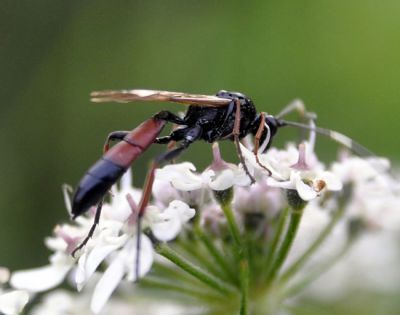 Stenichneumon culpator - Gewone sluipwespen
