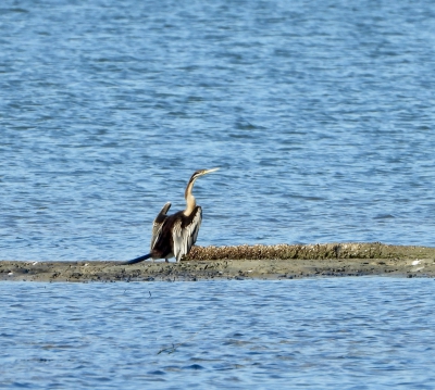 Australische slangenhalsvogel - Anhinga novaehollandiae - Australasian darter
