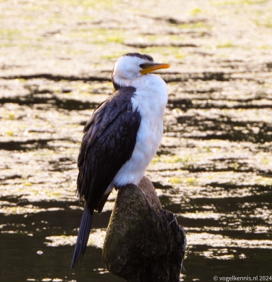 Kleine bonte aalscholver - Little pied cormorant or Kawaupaka - Microcarbo melanoleucos
