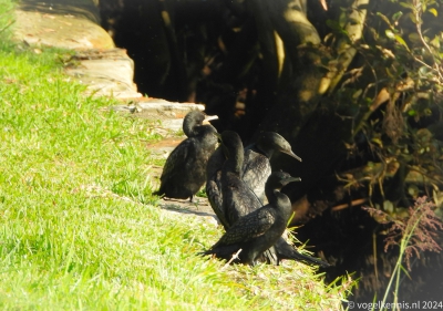 Zwarte aalscholver - Phalacrocorax sulcirostris - Little black cormorant
