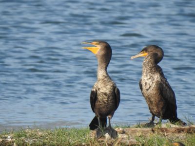 Double-crested Cormorant
