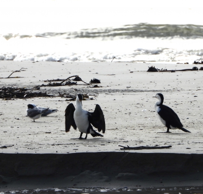 Bonte aalscholver - Phalacrocorax varius - Australian pied cormorant
