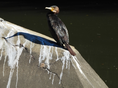 Aalscholver - Phalacrocorax carbo novaehollandiae - Great cormorant
