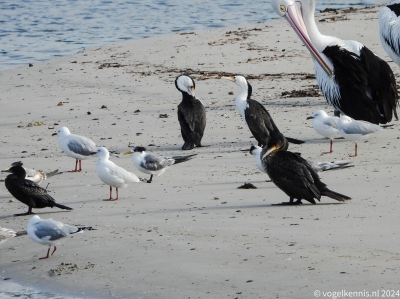 Bonte aalscholver - Phalacrocorax varius - Australian pied cormorant
