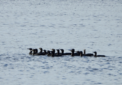 Zwarte aalscholver - Phalacrocorax sulcirostris - Little black cormorant
