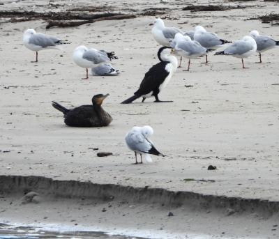 Bonte aalscholver - Phalacrocorax varius - Australian pied cormorant
