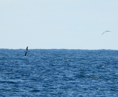 Bruine gent - Sula leucogaster - Brown booby
