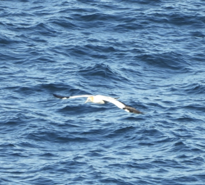 Pacifische Jan-van-gent - Morus serrator - Australasian gannet
