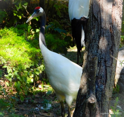 Japanse kraanvogel - red-crowned crane (Grus Japonensis)
