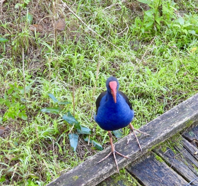 Australische purperkoet - Porphyrio melanotus - Australasian swamphen
