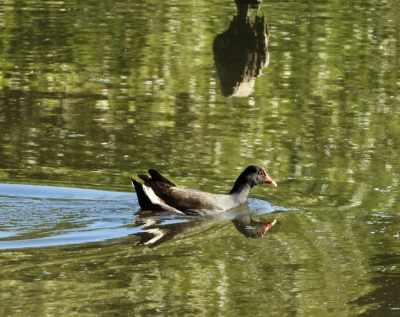 Zwart waterhoen - Gallinula tenebrosa - Dusky moorhen
