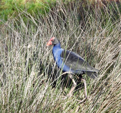 Australische purperkoet - Porphyrio melanotus - Australasian swamphen
