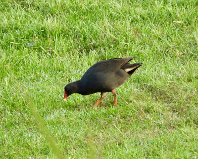 Zwart waterhoen - Gallinula tenebrosa - Dusky moorhen
