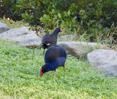 Australische purperkoet - Porphyrio melanotus - Australasian swamphen
