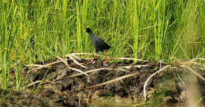 black crake - Amaurornis flavirostra
Keywords: black crake;Amaurornis flavirostra