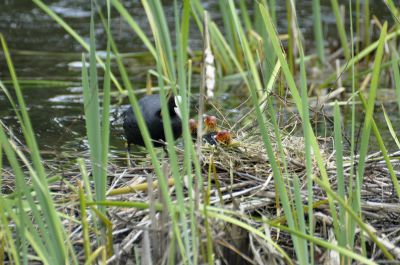 meerkoet - Fulica atra
nest met jong
