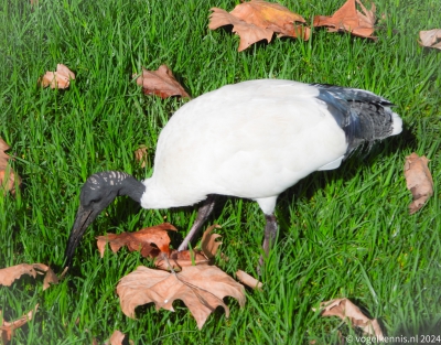 Australische witte ibis - Threskiornis molucca - Australian white ibis
