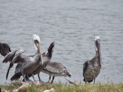 Brown pelican - Bruine pelikaan 1
