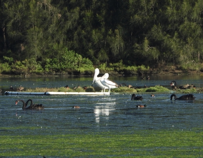 Australische pelikaan of brilpelikaan - Pelecanus conspicillatus - Australian pelican
