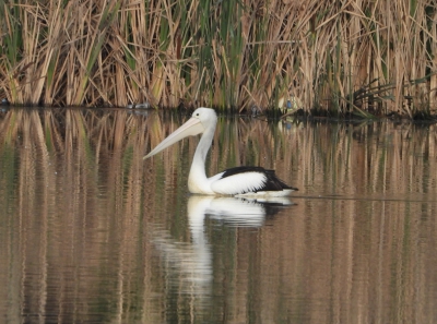 Australische pelikaan of brilpelikaan - Pelecanus conspicillatus - Australian pelican
