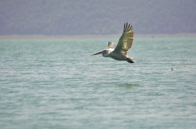 kleine pelikaan - Pelecanus rufescens
 of roodrugpelikaan
