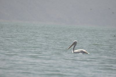 kleine pelikaan - Pelecanus rufescens
 of roodrugpelikaan
Keywords: kleine pelikaan;Pelecanus rufescens