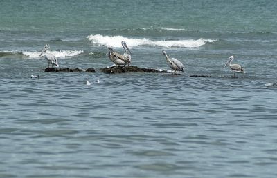 kleine pelikaan - Pelecanus rufescens
