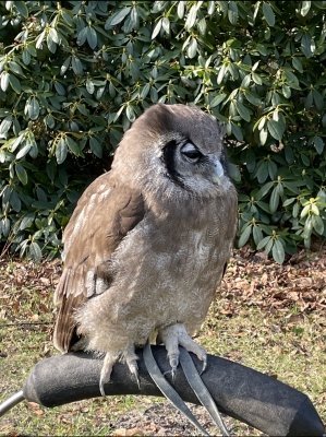 Melkwitte ooruil - milky eagle owl - bubo lacteus
