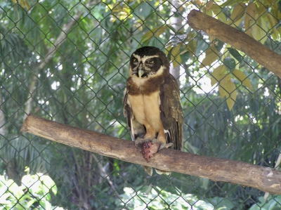 Briluil - Spectacled Owl - Pulsatrix perspicillata
