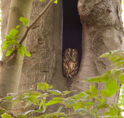 Bosuil - Strix aluco - Tawny Owl
