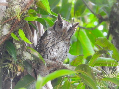 Cholibaschreeuwuil - tropical screech owl (Megascops choliba)
Kolakreek, Suriname jul 22
