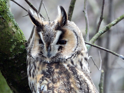 Ransuil - long-eared owl - asio otus
Keywords: Ransuil - long-eared owl - asio otus