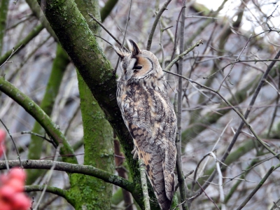 Ransuil - long-eared owl - asio otus
Keywords: Ransuil - long-eared owl - asio otus