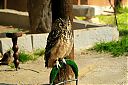 Abyssinian_Eagle-Owl.JPG