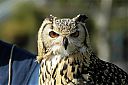 Bengal_Eagle_Owl.jpg