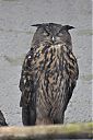 Eurasian_Eagle-Owl.jpg