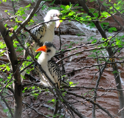 Roodsnaveltok - western red-billed hornbill- Tockus kempi
