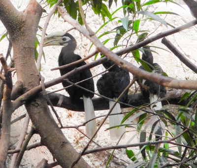 Palawanneushoornvogel - Palawan hornbill (Anthracoceros marchei)
