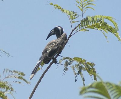 grijze tok - African grey hornbill - Lophoceros nasutus
Keywords: grijze tok;Lophoceros nasutus