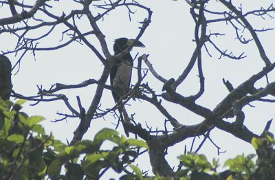 bonte tok - African pied hornbill - Lophoceros fasciatus
Keywords: bonte tok;Lophoceros fasciatus