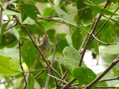 langstaartsnijdervogel (Orthotomus sutorius) Common tailorbird
