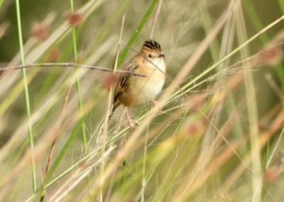 goudkopgraszanger - Cisticola exilis - Golden-headed cisticola
