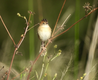 goudkopgraszanger - Cisticola exilis - Golden-headed cisticola
