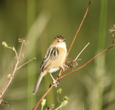 goudkopgraszanger - Cisticola exilis - Golden-headed cisticola
